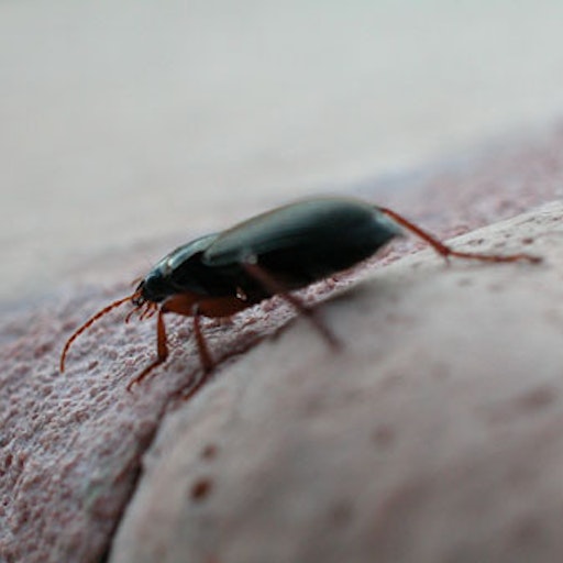 Open «Scarface» Thumbnail of the picture «Scarface»