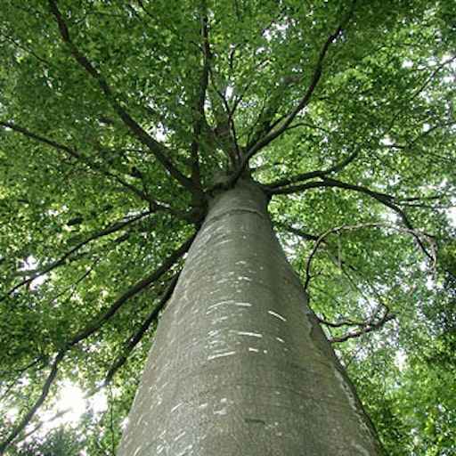 Open «Beech» Thumbnail of the picture «Beech»