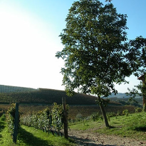 Open «Ribote» Thumbnail of the picture «Ribote»