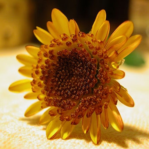 Open «Orange» Thumbnail of the picture «Orange»