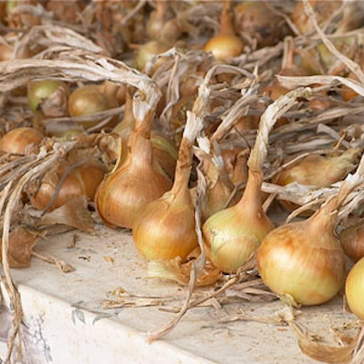 Miniatura della fotografia «Onions I»