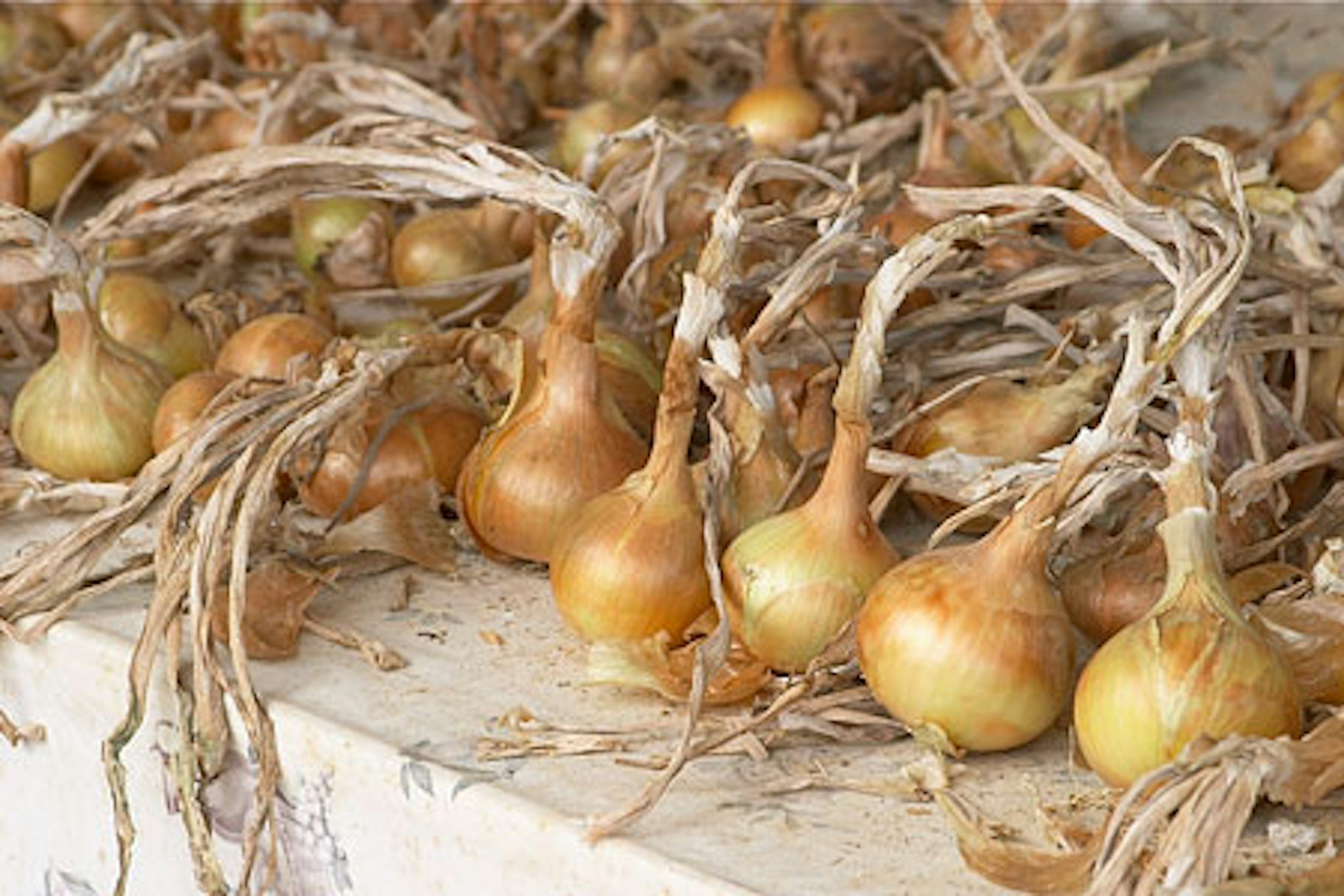 Onions I