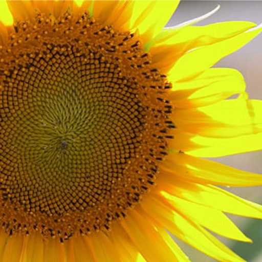 Miniatura della fotografia «Sunflower»