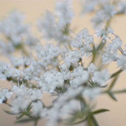 Open «White-pink» Thumbnail of the picture «White-pink»