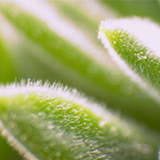 Miniatura della fotografia «Green macro I»