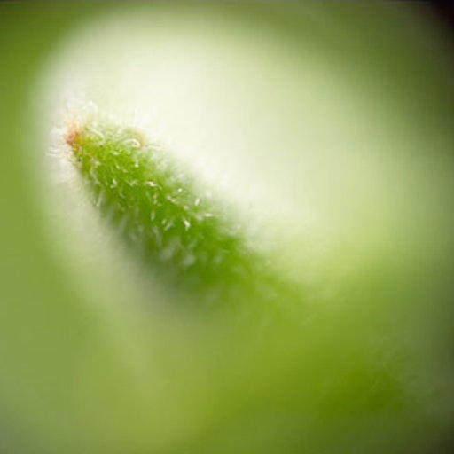 Miniatura della fotografia «Green macro II»