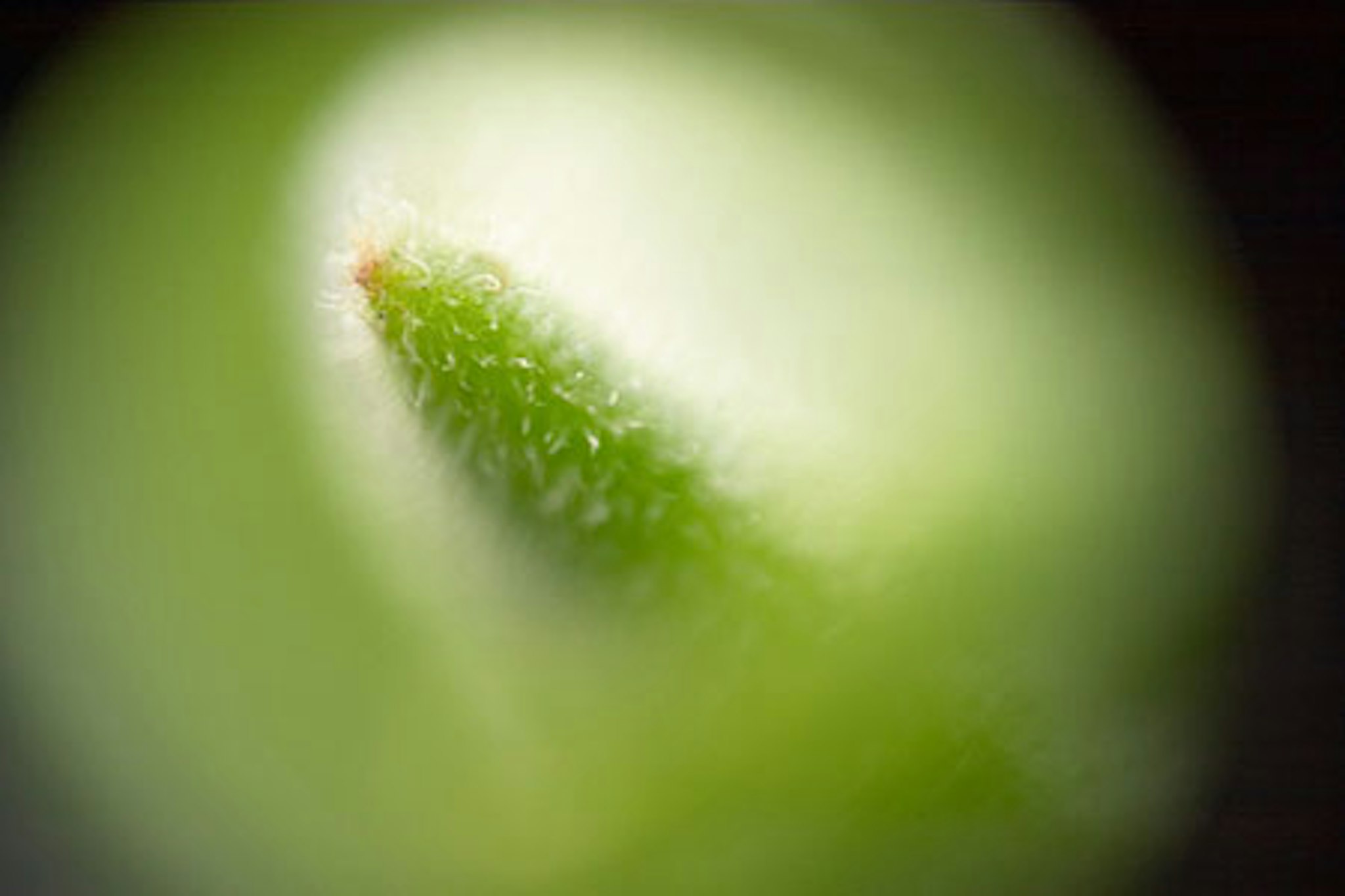 Green macro II