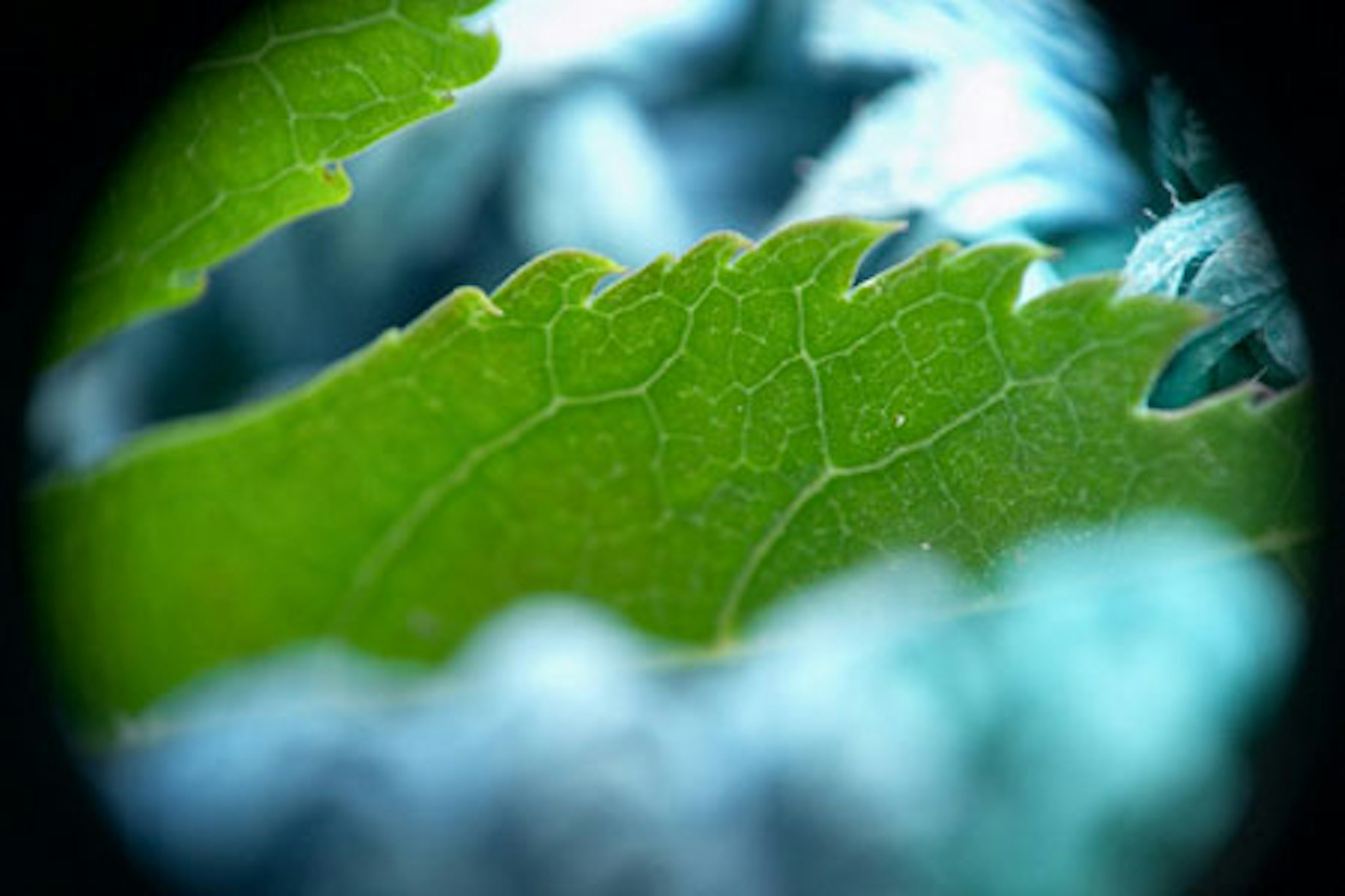 Green macro III