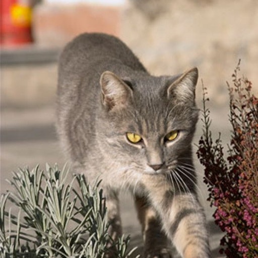 Open «Soft step» Thumbnail of the picture «Soft step»