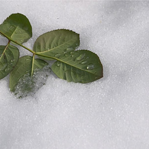 Open «Over the snow» Thumbnail of the picture «Over the snow»