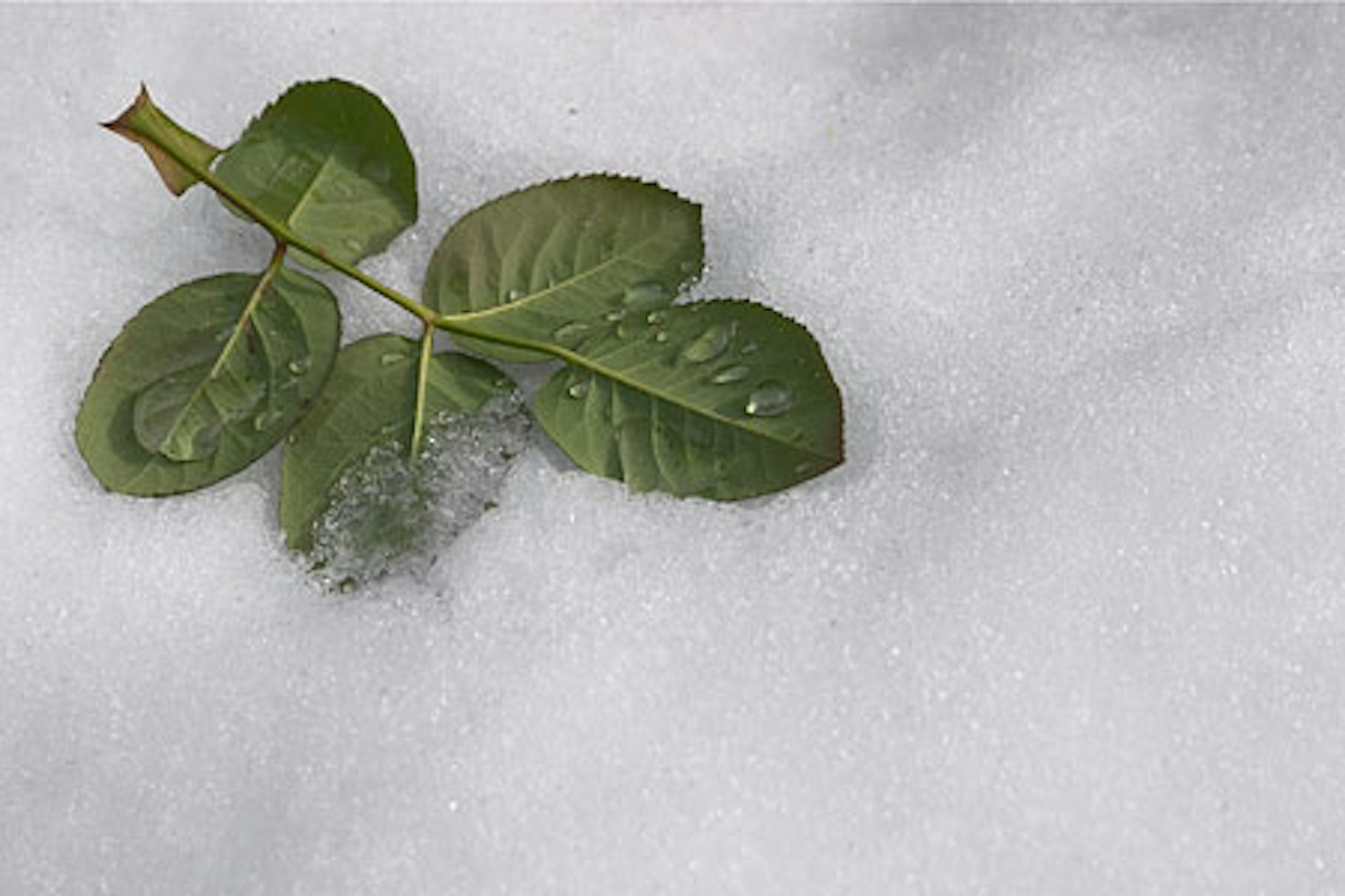A small cluster of vibrant green rose leaves rests delicately on a blanket of fresh white snow, with droplets of water glistening on the leaf surfaces, highlighting the contrast between nature and the chilly environment.
