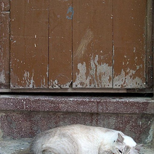 Miniatura della fotografia «Gato en siesta»
