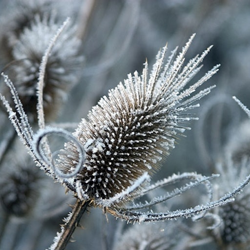 Open «As winter begins» Thumbnail of the picture «As winter begins»