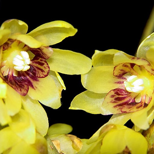 Miniatura della fotografia precedente