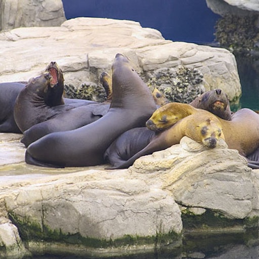 Open «Siesta» Thumbnail of the picture «Siesta»