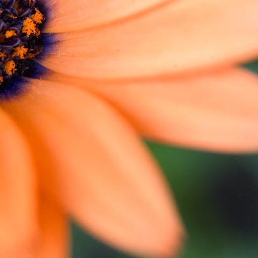 Open «From the centre» Thumbnail of the picture «From the centre»