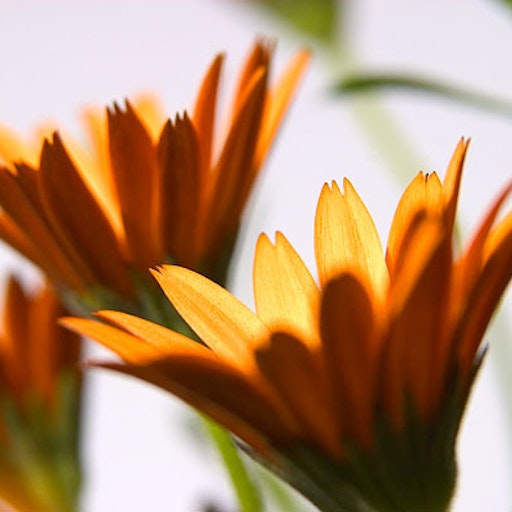 Open «Oblique flowers» Thumbnail of the picture «Oblique flowers»