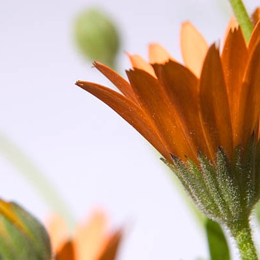 Open «Oblique flowers II» Thumbnail of the picture «Oblique flowers II»