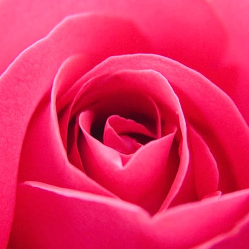 Miniatura della fotografia «Rose»