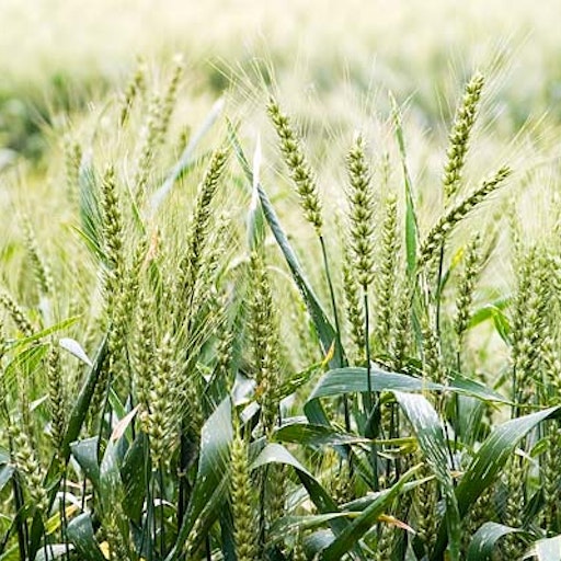 Open «Not yet bread» Thumbnail of the picture «Not yet bread»