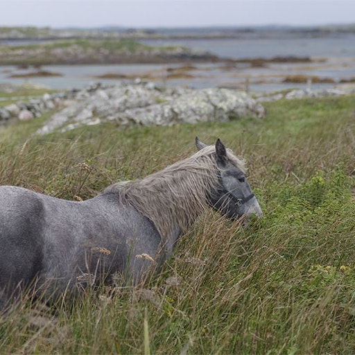 Miniatura della fotografia successiva