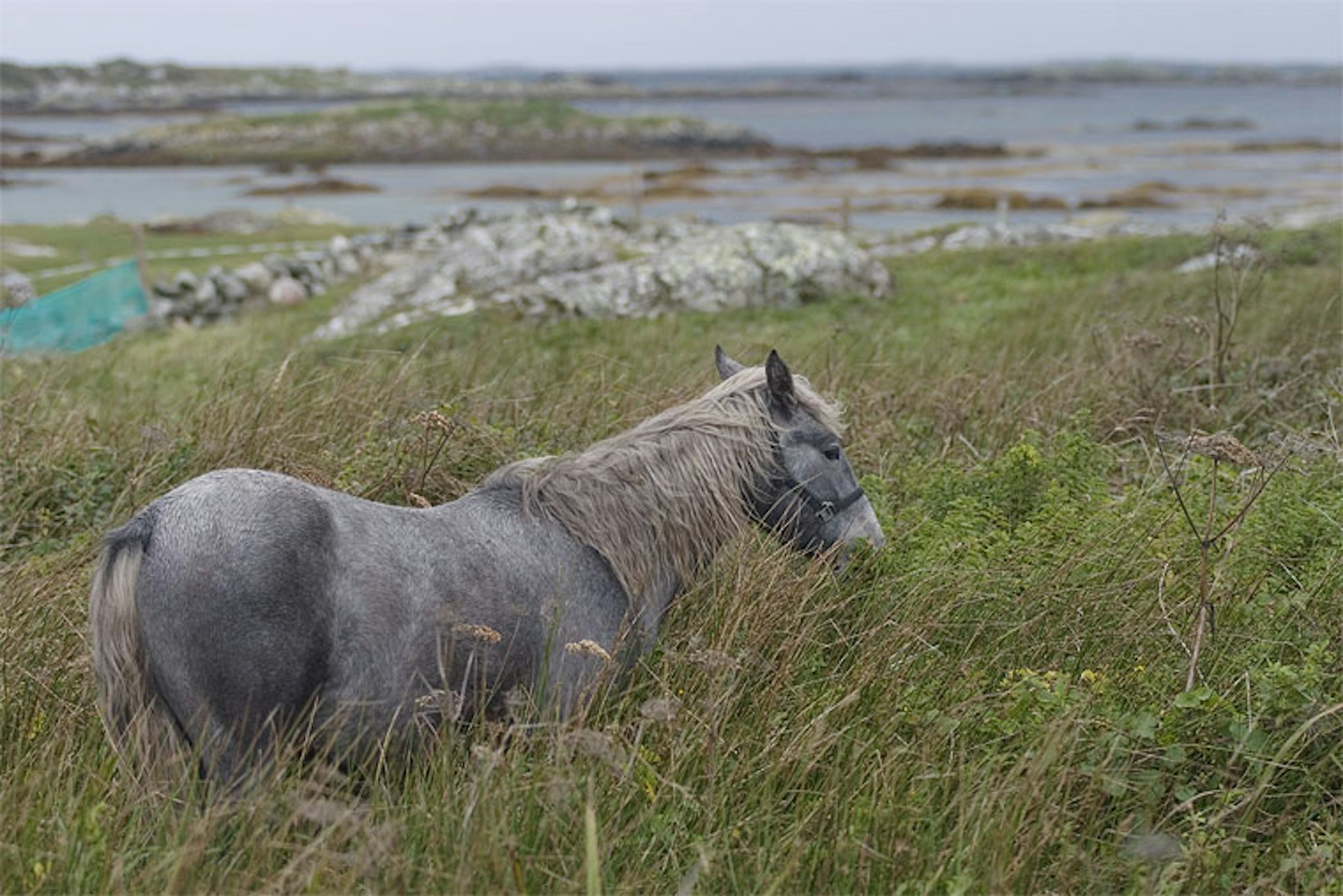 Connemara