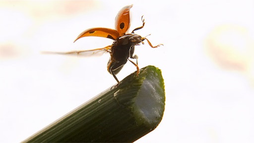 Miniatura della fotografia successiva