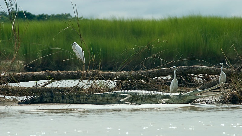 Uccelli sul riva. Una serie di quattro uccelli che si trovano su una sporgia rocciosa accanto a un corpo d'acqua poco profondo.