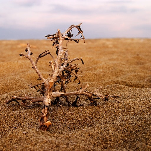 Miniatura della fotografia precedente