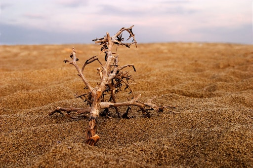 Miniatura della fotografia «Prima che si veda il mare»