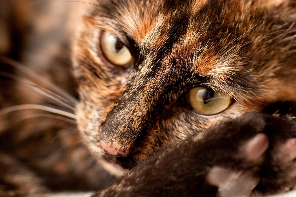Cane nero con occhi verdi e macchie brune.