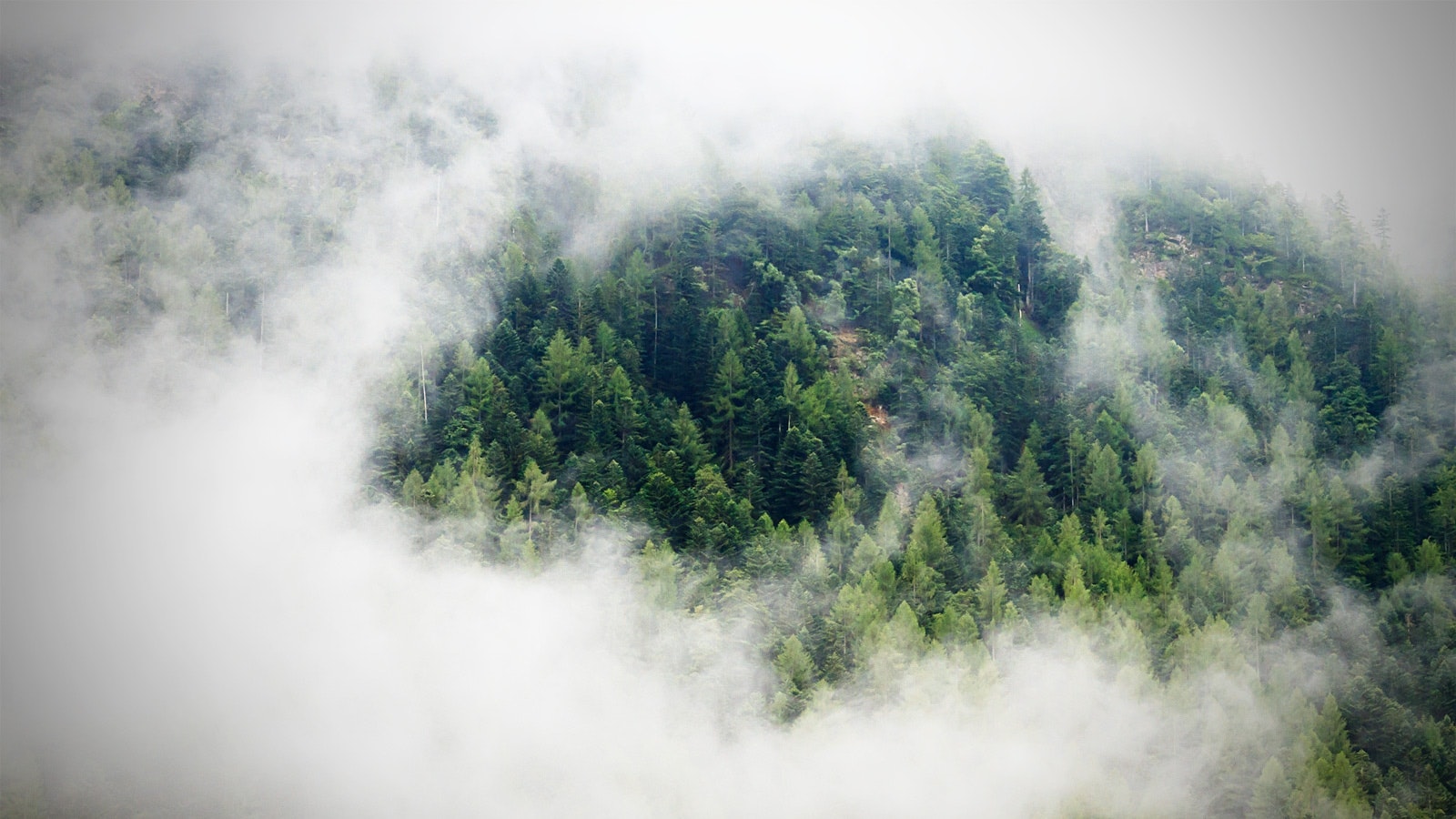 Nubiose paesaggio con alberi.