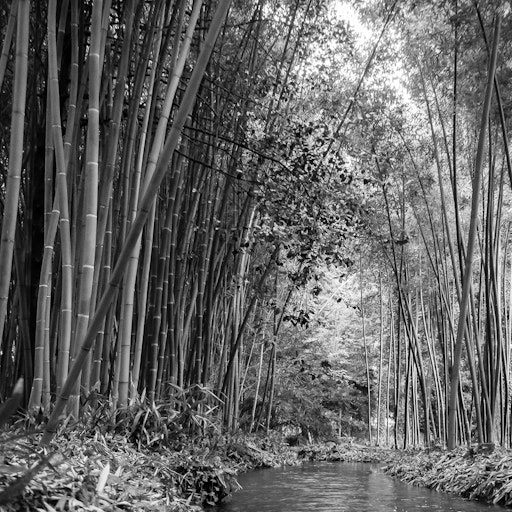 Miniatura della fotografia «Bambù Piemonte»