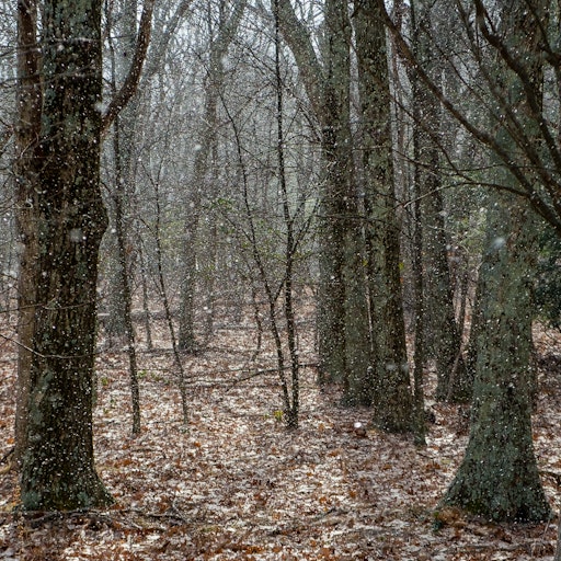 Miniatura della fotografia successiva