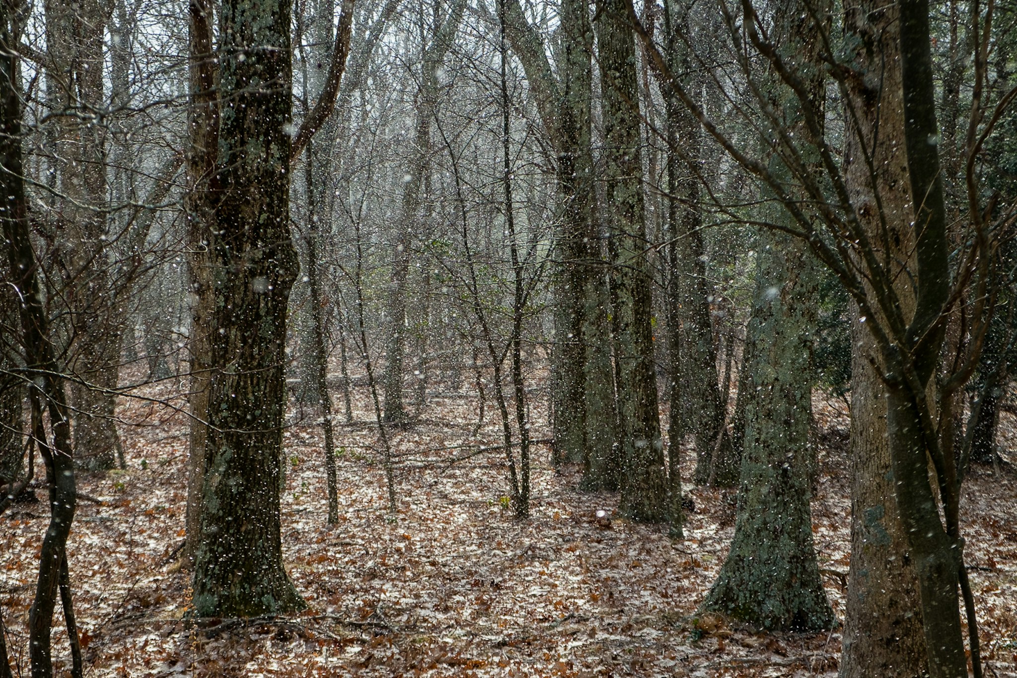 Comincia a nevicare su Shenandoah National Park