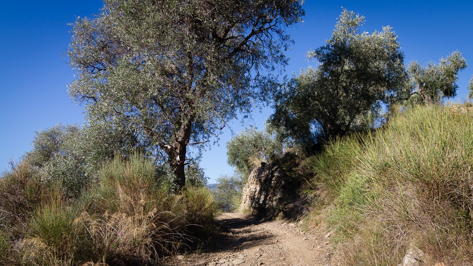A dirt trail winding through a rocky area with bushes alongside. The sky is clear blue, and there's a tree visible on the side of the road.
