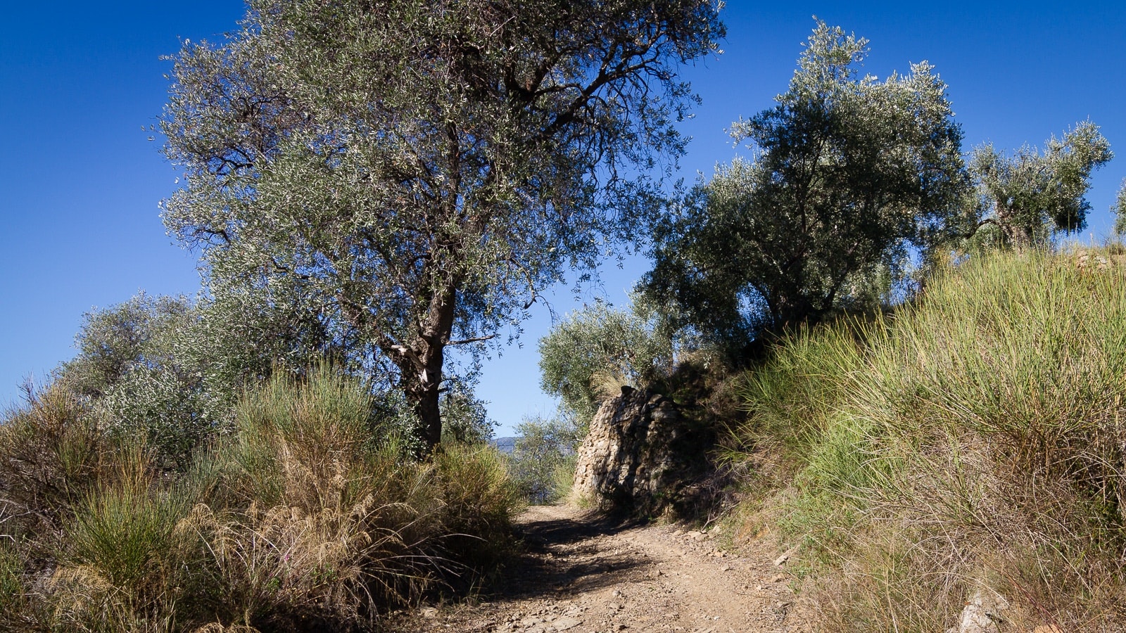 Liguria, salendo dietro Dolceacqua