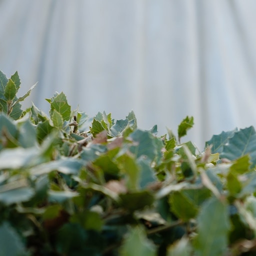 Miniatura della fotografia successiva