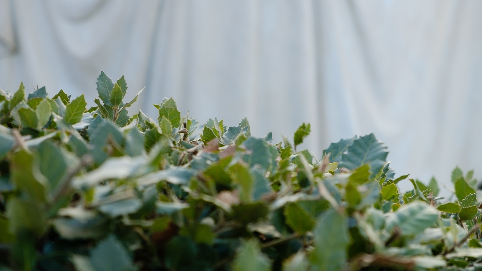 Vista ravvicinata di foglie verdi sulla pianta.