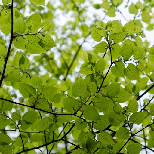 Open «Spring as it arrives in Paris» Thumbnail of the picture «Spring as it arrives in Paris»