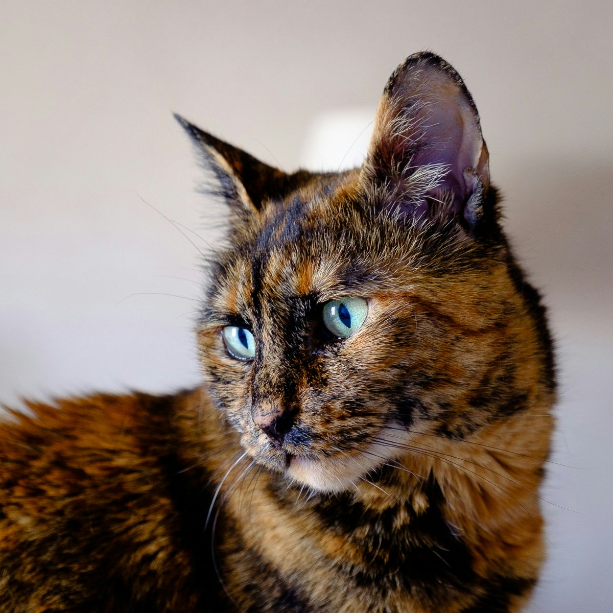 Un gatto con occhi blu che si guarda.