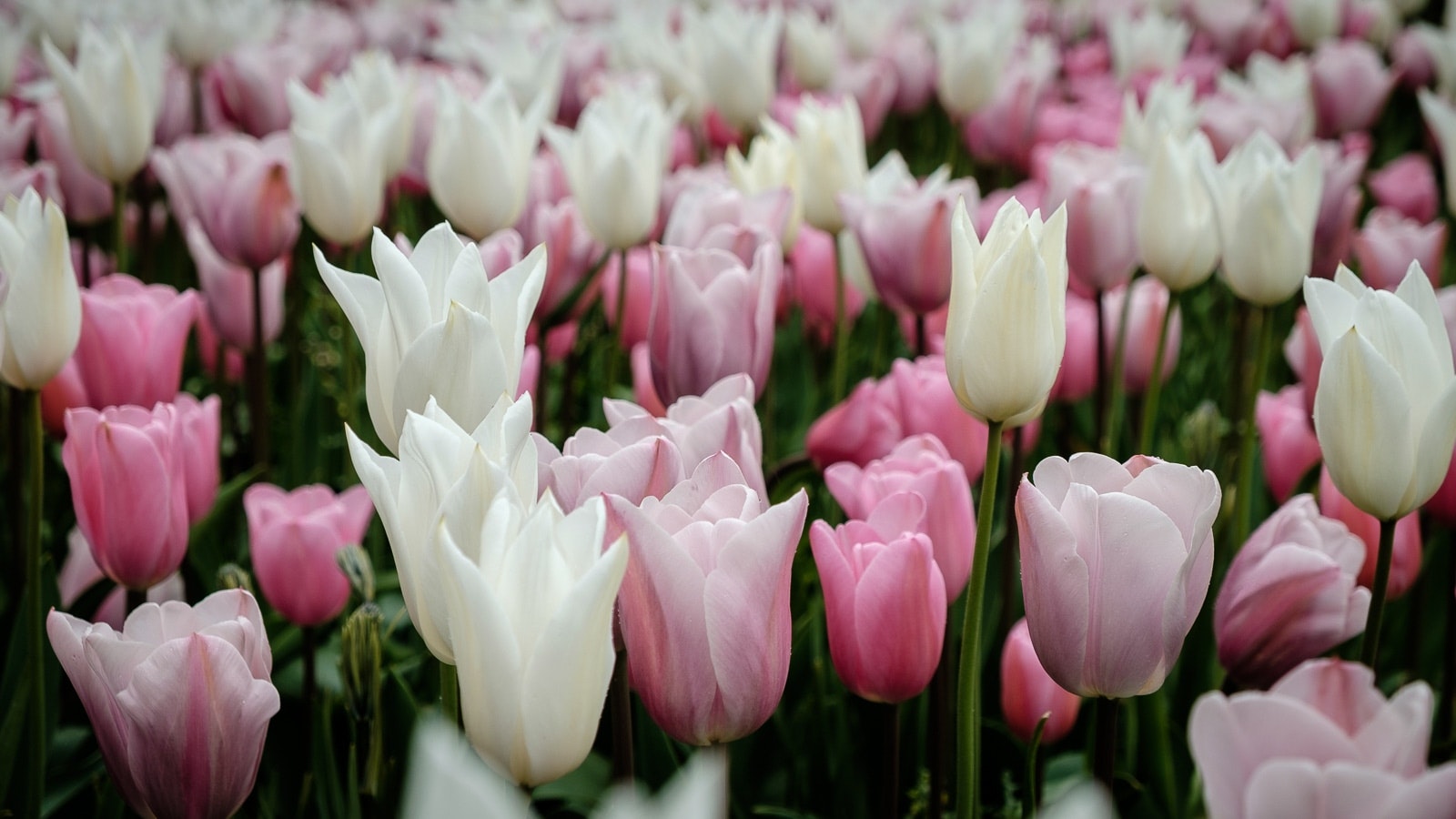 Tulips with pink petals standing close together in an organized manner.