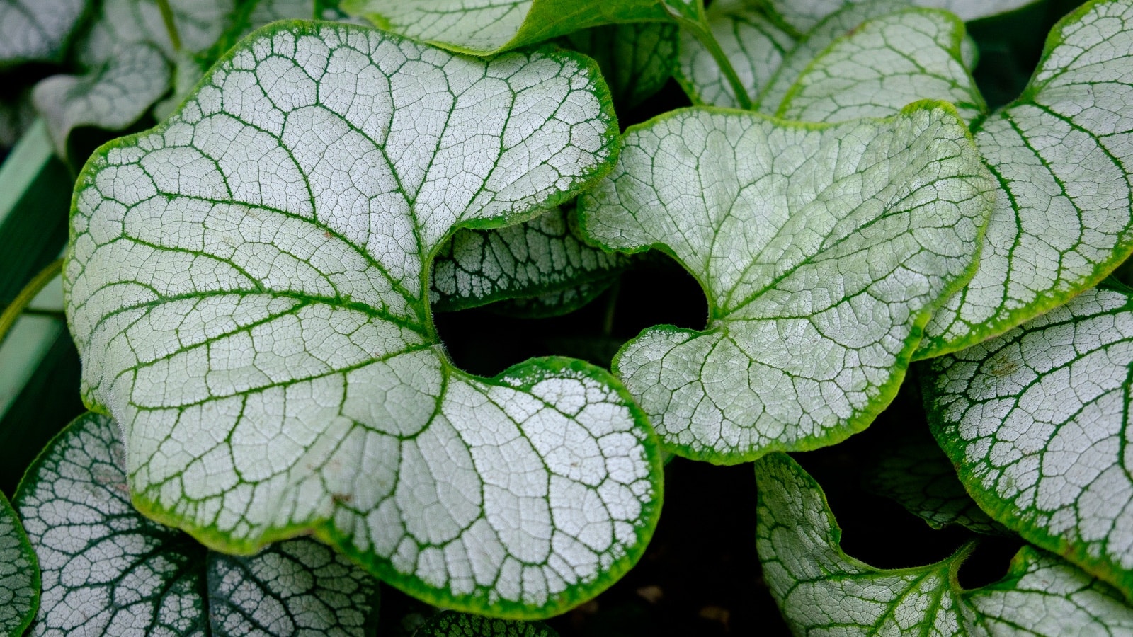 A bunch of green peppermint leaves with visible veins.