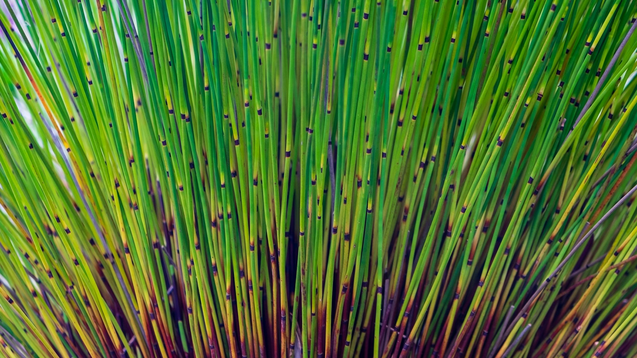 Colorful blades of grass against a blue sky.