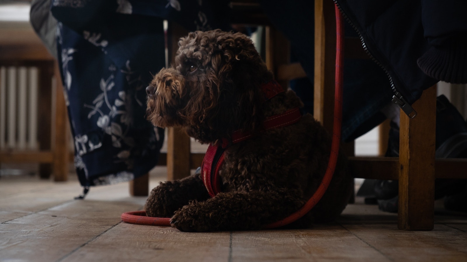 A dog with a red harness sitting on the floor next to a table. There are people sitting at the table.