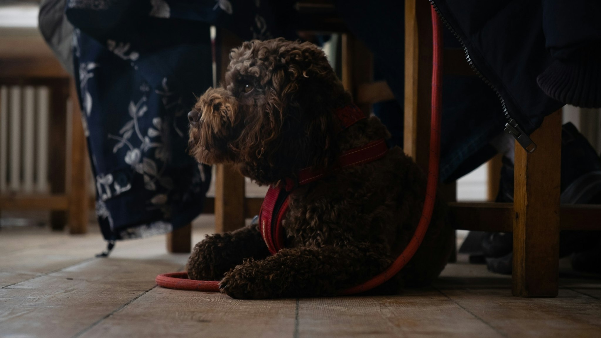 Da vecchio avrò un cane