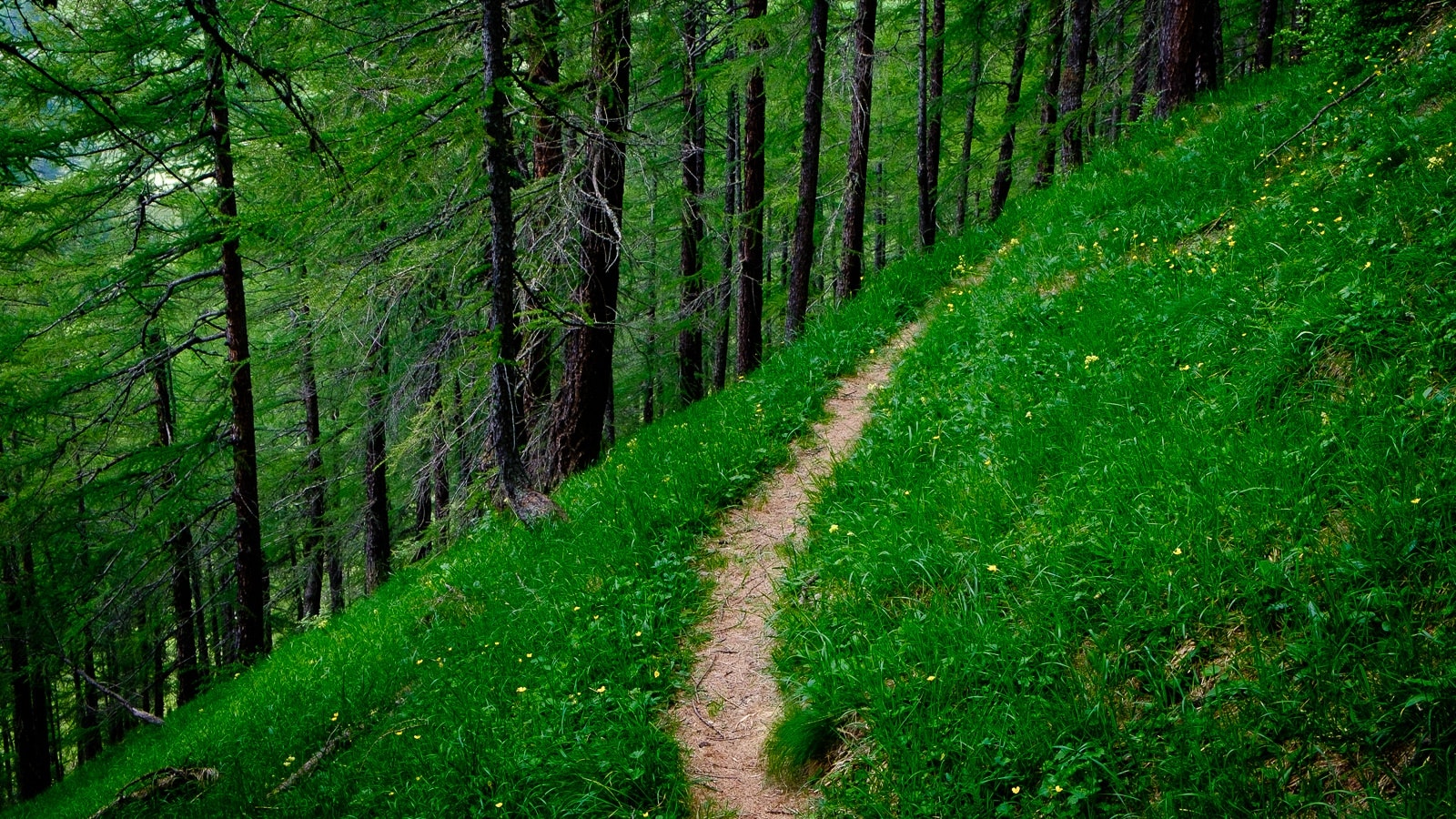 Una tranquila sentieri boschivo con erba verde e alberi.
