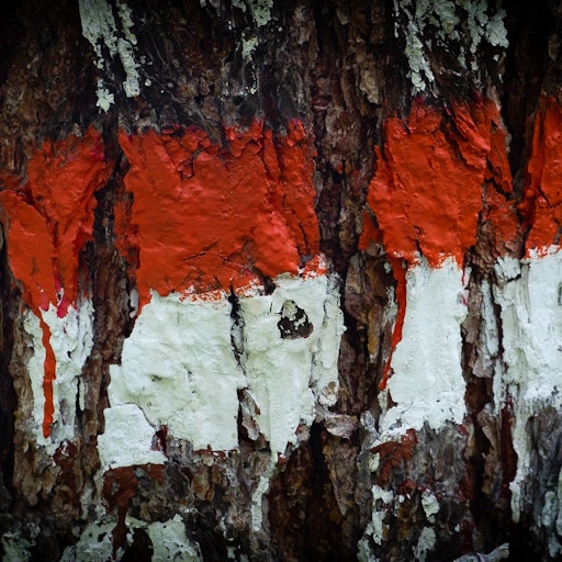 Miniatura della fotografia «Rosso, bianco, corteccia, albero»