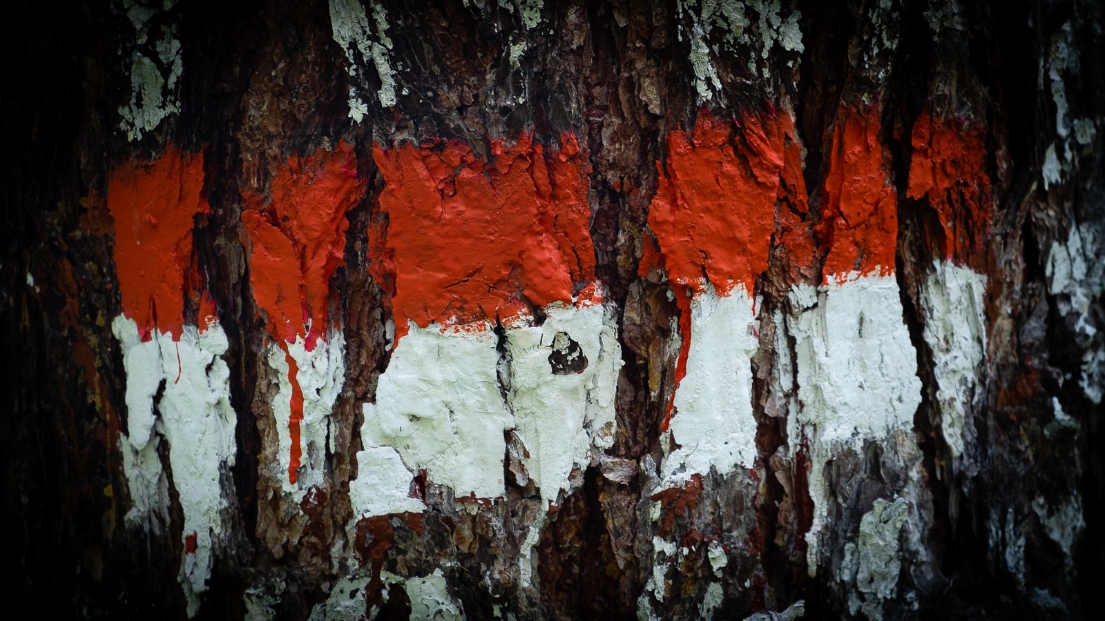 Rosso, bianco, corteccia, albero