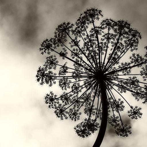 Open «Untitled» Thumbnail of the picture «Untitled»